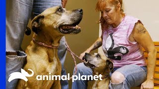 A Call to Tia May Have Saved This Rescue Dog’s Life | Pit Bulls & Parolees