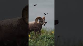 Bighorn sheep    #youtubeshorts #youtube #shorts #youtuber #tiktok #youtubechannel #coolgadgets