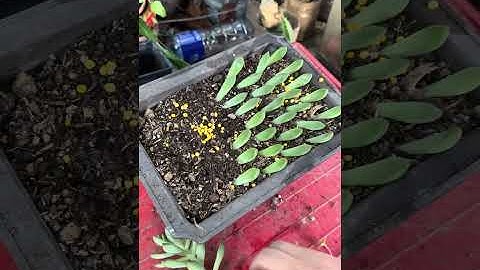 Propagating succulents from leaves - dec25