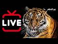 🔴 مباشر الآن | وثائقيات الحيوانات العربية! | اكتشف الطبيعة LIVE