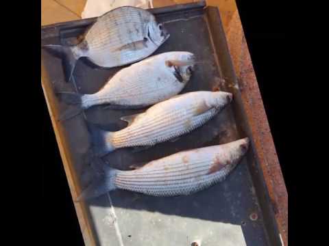 Pesca Alla Bolognese Catture Anno 2016 2017 