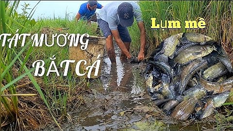 Bắt cá cạn mùa khô miền tây/Slapping ditch to catch fish | Linh đức huệ vlog