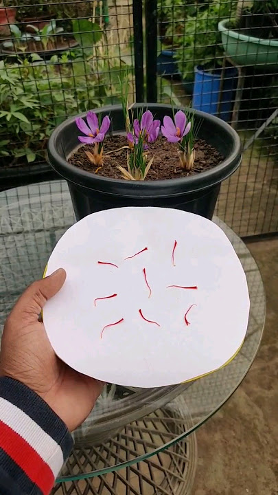 Grow Saffron/Kesar at Home #saffron #spice #mostexpensive #urbangardening #kesar #grow #plant
