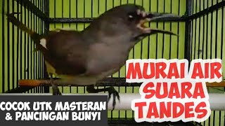 MURAI AIR GACOR NGEROL PANJANG VOLUME KENCENG BURUNG YANG LAGI VIRAL