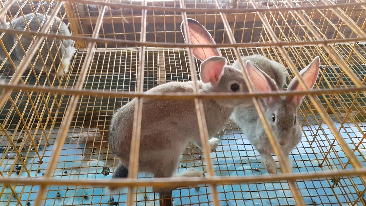 Chinchilla Rabbits 