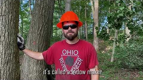 What is a widow maker? The dangers of logging