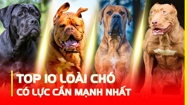 Video top 10 chú chó khỏe nhất thế giới pitbull