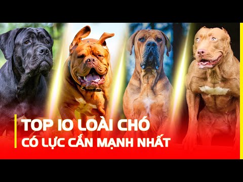 Video: Top 10 giống chó khổng lồ