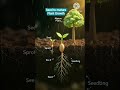 👉 “Chhota Beej, Bada Kamaal 🌱 | 5 Sec Growth Magic 🤯”#shorts #ncertbiology