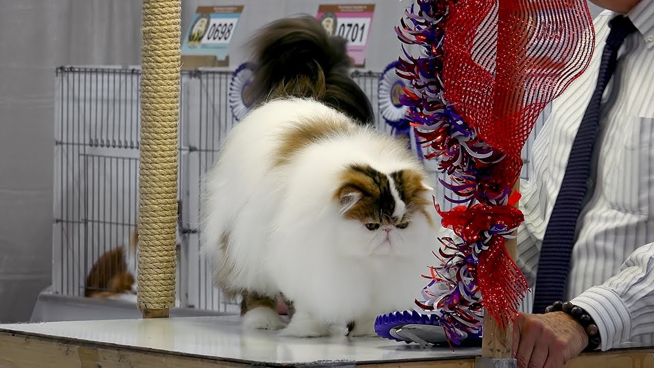 CFA International 2016 - Wayne Harding's longhair championship final