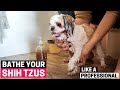 How to bathe your shih tzu the right way  shih tzu grooming part 3