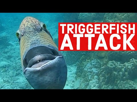 Video: Apakah picasso triggerfish agresif?