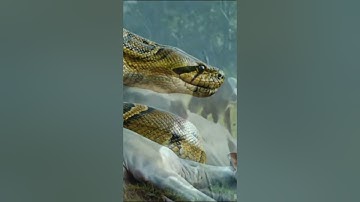 Giant Anaconda Sanke Attack Man In Villlage | Giant Anaconda Snake Attack Boys In Forest #shorts