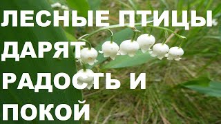 Лесные Птицы И Кукушка Успокоят Ваши Нервы И Исцелят Эмоции.птицы Это Мощные Успокоители Нервов