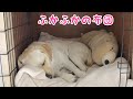寒くなってきた頃、暖かいマットに交換してみた。Labrador Retriever