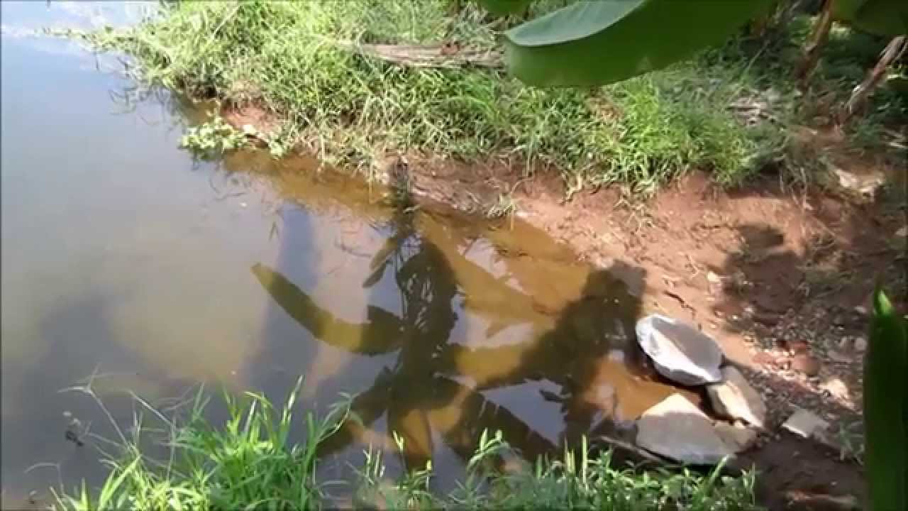 Aluva River - Periyar ആലുവ പുഴ