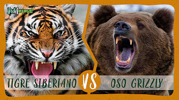 ¿Puede un oso pardo vencer a un tigre siberiano?