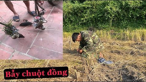 Chia sẻ Cách Bẫy Chuột PHÁ HOẠI MÙA MÀNG BẰNG CẠM KIỀNG