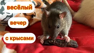 Веселый вечер с крысами. #animal #животные #крысы #rat #крысята