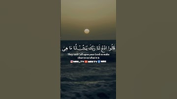 ماهر المعيقلي - سورة البقرة ( برواية حفص عن عاصم ) الأية 67 - 69
