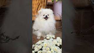 Baby Dogs - Cute and Funny Dog Videos Compilation #3 | Aww Animals | funny video