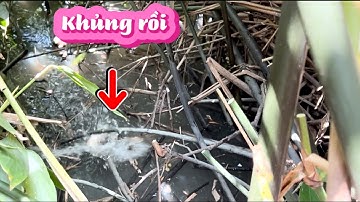Câu Cá-Rô Đồng Săn Được HUGO & Chạm Mặt Cao Thủ Khá Nặng Ký / lãng tử miền tây T22