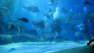 Feeding time at the Melbourne Aquarium.