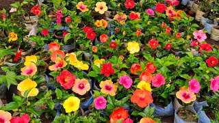 Summer Season Flower Plants Price Update | Beli Jasmine Hibiscus Morning glory At Galiff Street by Bangla No. 1 715 views 1 month ago 3 minutes, 6 seconds
