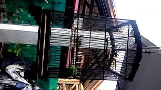 Download Lagu Ciblek siap adu MP3 Download Lagu Ciblek siap adu MP3