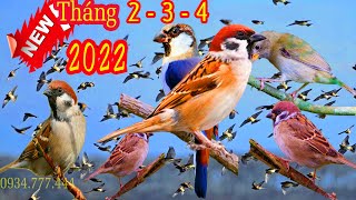 Tiếng Chim Sẻ Mới 2022  KÍCH CHIM VỀ CỘI | Tiếng Sẻ Gọi Bầy Mới | Mr Trí - Kênh Bẫy Chim Sẻ