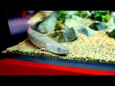พาเที่ยว S.E.A Aquarium พิพิธภัณฑ์สัตว์น้ำ ใหญ่ที่สุดในโลก