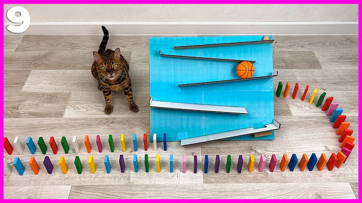 Video 11827541: bengal cat, snow kitty, white kitty, meow