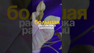Большая распаковка посылки с комнатными растениями - часть 1 #комнатныерастения #цветоводство