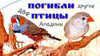 ПОГИБЛИ ДВЕ АМАДИНЫ 😭 ПОГИБЛИ ДВЕ АМАДИНЫ 😭