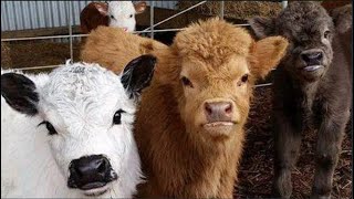 You Can Own A Fluffy Mini Cow And They Make Great Pets