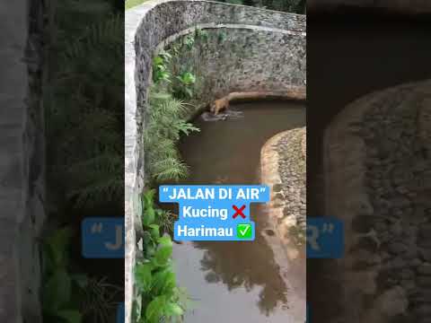 Video: Panduan Pengunjung Kebun Binatang Queens