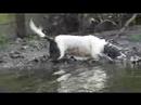 Daisy the English Springer Spaniel Video 2