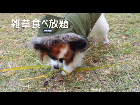 芝生に放牧されて草食動物になったパピヨン犬がこちらです【パピヨン】