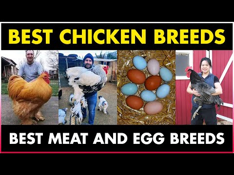 Video: Kev Muag Cov Rustic Chicken Eggs