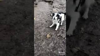 Bırakın Lan Beni Bırakın Gelsin Gelsin Tik Tok En Yeni Akımlar