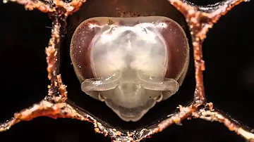 Wie sehen Insekten Eier aus?