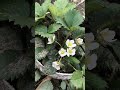 My strawberry plants are flowering for the second time this season#satisfying#farming