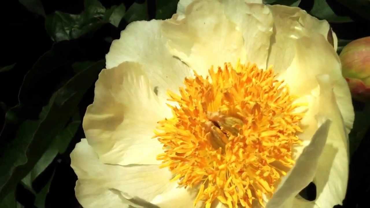 Peony Claire De Lune At Peony Nursery Peonyshop Com