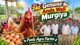 Ande Dene Wali Sonali Murgiya Sirf 240 | Biggest Sonali Chicken Setup Available At Fonts Agro Farms 