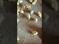 Duck ka baccha #viral #duck #baccha #business #shorts #farming #taufiq duck farm