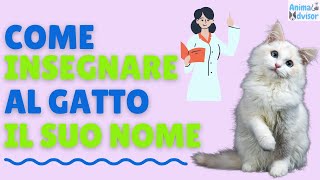 INSEGNARE AL GATTO IL SUO NOME IN 6 PASSI