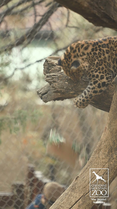 Featured Animals - Amur Leopard - CMZoo