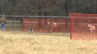 C-Horse Maggie: Herding A Course by Red-Dawn Border Collies 93 views 12 years ago 4 minutes, 56 seconds