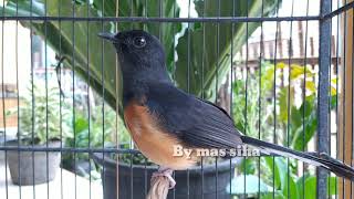 Download Lagu Siulan murai betina birahi MP3