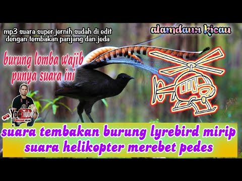 MASTERAN UNIK SUARA TEMBAKAN PANJANG BURUNG LYREBIRD MEREBET MIRIP SUARA PESAWAT HELIKOPTER ...
